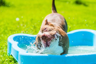 Amerikan kabadayı köpeği dışarıda havuzda yüzüyor.