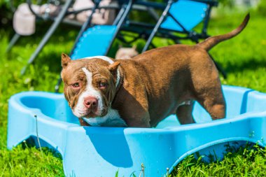 American Bully dog is swimming in pool outside