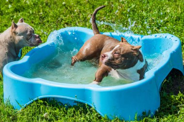 American Bully dog is swimming in pool outside