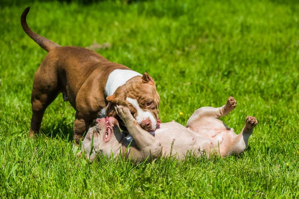 American Bully Puppies Dogs Playing Move Medium Sized Dog Muscular — Stock Photo, Image