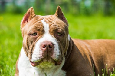 Çikolata rengi Amerikan Bully köpeği yeşil çimlerin üzerinde. Kaslı vücutlu orta boy bir köpek.