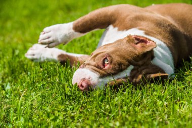Çikolata rengi Amerikan Bully köpeği yeşil çimlerin üzerinde yatıyor. Kaslı vücutlu orta boy bir köpek.