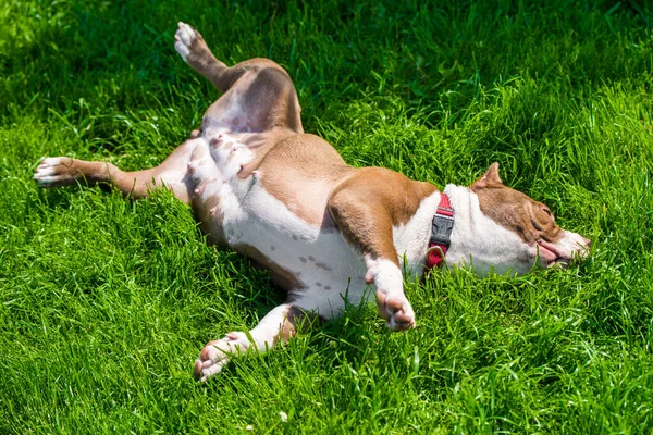 Chocolate Brown Color American Bully Dog Lying Green Grass Medium — Stockfoto