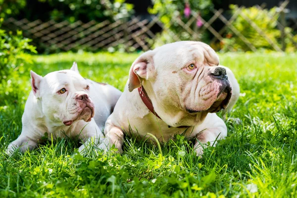 Dos Perros Fuertes Blanco Americano Bulldog Macho Americano Bully Perro — Foto de Stock