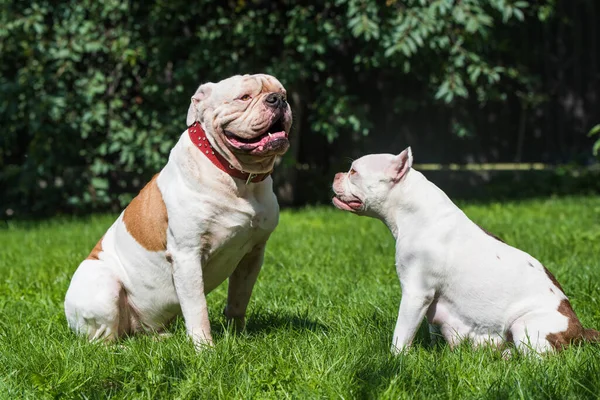 Two dogs strong White American Bulldog male and American Bully female dog outdoors.