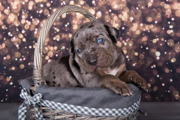 Louisiana Catahoula Leopard Portret Szczeniaka Koszyku Wakacyjnym Tle — Zdjęcie stockowe