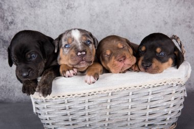 Dört komik Louisiana Catahoula Leopar Köpekleri sepette gri arka planda oturuyorlar..