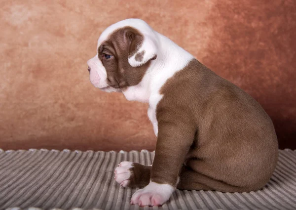 Cor Marrom Chocolate Engraçado American Bullies Cachorro Cão Está Fundo — Fotografia de Stock