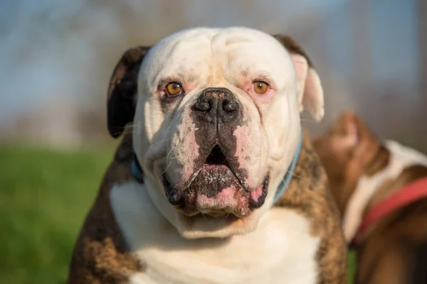 Casaco Brindle American Bulldog Retrato Cão Quintal — Fotografia de Stock