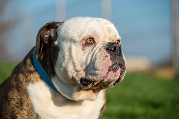 Brindle Παλτό American Bulldog Πορτρέτο Στην Αυλή — Φωτογραφία Αρχείου