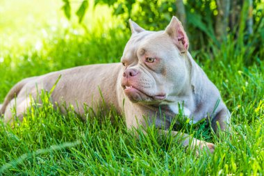 Cep leylağı renginde Amerikan Bully köpeği manzarası dışarıda. Orta büyüklükte bir köpek.