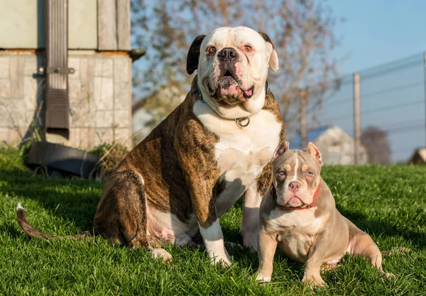 Brindle Coat American Bulldog Dog American Bully Puppy Yard — Stok fotoğraf