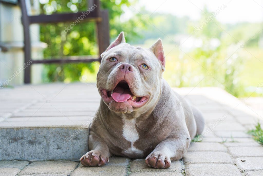 A pocket Lilac color American Bully dog is lying on the doorstep. Medium sized dog with a bulky muscular body