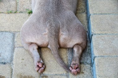 Köpek patileri, arka görüş. Leylak rengi Amerikan zorba köpek yavrusu bahçede yatıyor..