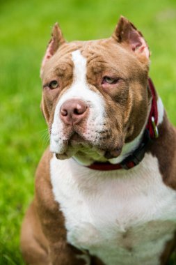 Çikolata rengi Amerikan zorba köpek yavrusu yeşil çimlerin üzerinde. Orta boy, kaslı gövdeli, tıkalı kafalı ve ağır kemik yapısı olan bir köpek..