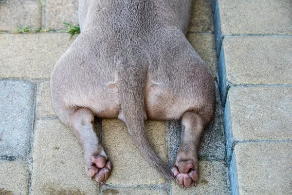 Dog Paws Back View Lilac Color American Bully Puppy Dog — Zdjęcie stockowe