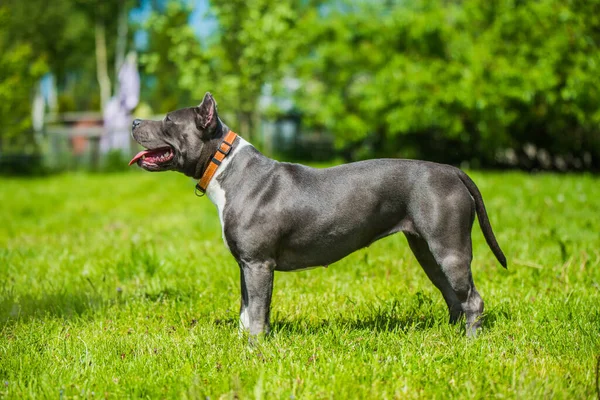 Θηλυκό Μπλε Brindle American Staffordshire Terrier Σκυλί Amstaff Στη Φύση — Φωτογραφία Αρχείου