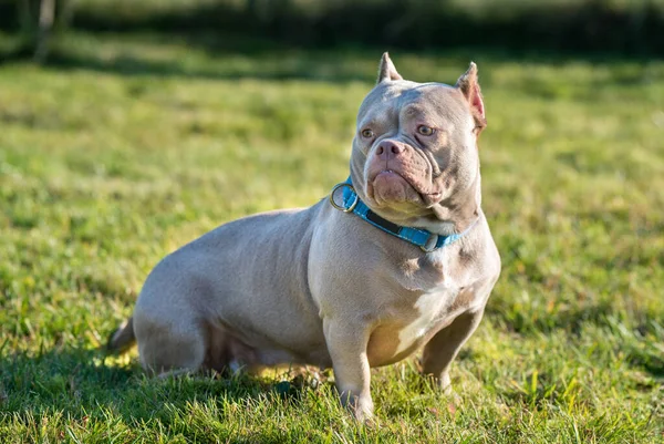 Pocket American Bully Female Dog Sitting Green Grass Medium Sized — Zdjęcie stockowe