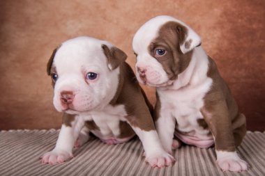 İki komik çikolata rengi Amerikan zorbaları köpek yavruları kahverengi arka planda öpüşüyor.