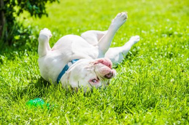 Beyaz Amerikalı zorba köpek erkek ve dışarıda yeşil çimlerin üzerinde oyuncağı var. Orta büyüklükte bir köpek..