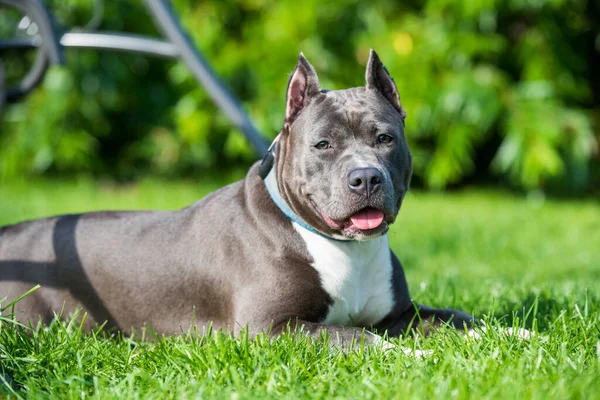 Kobieta Niebieski Pręgowany American Staffordshire Terrier Pies Lub Amstaff Zbliżenie — Zdjęcie stockowe