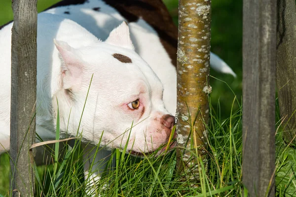 Blanco American Bully Cachorro Perro Encuentra Hierba Verde Perro Tamaño — Foto de Stock