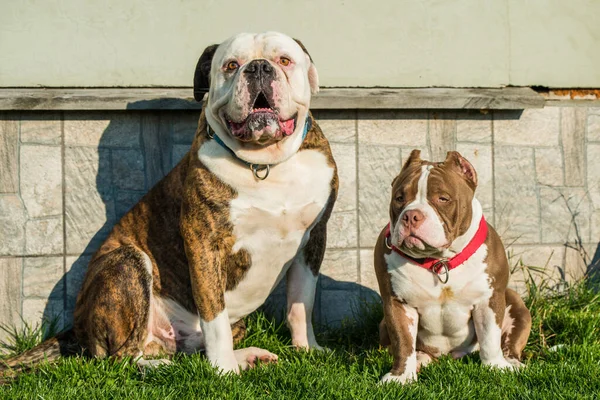 Σουτιέν Παλτό American Bulldog Και American Bully Κουτάβι Έξω Στην — Φωτογραφία Αρχείου
