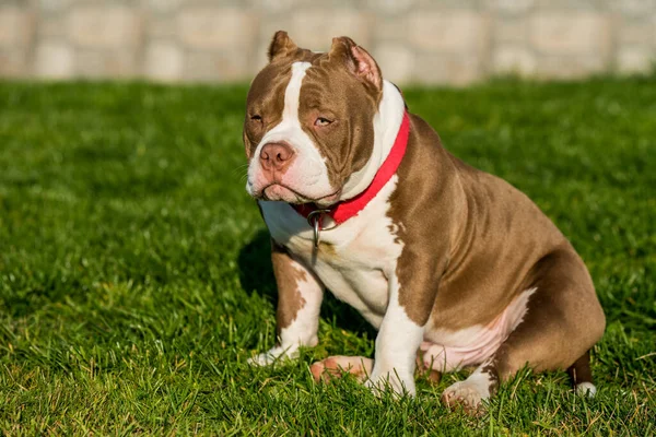 Cor Marrom Chocolate American Bully Cão Masculino Está Grama Verde — Fotografia de Stock