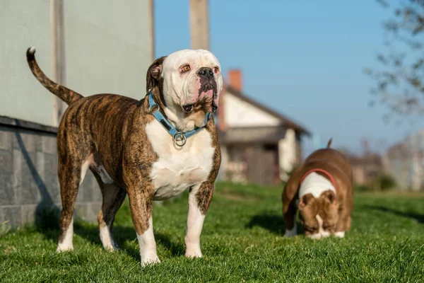 ブリンドルコートアメリカのブルドッグとアメリカの強気の子犬は庭の外 — ストック写真