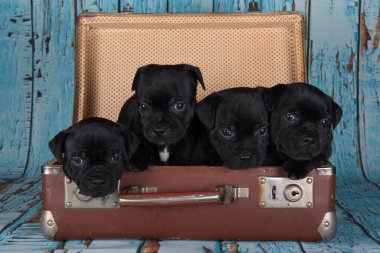 Black American Staffordshire Terrier dogs or AmStaff puppies in a retro suitcase on blue background.