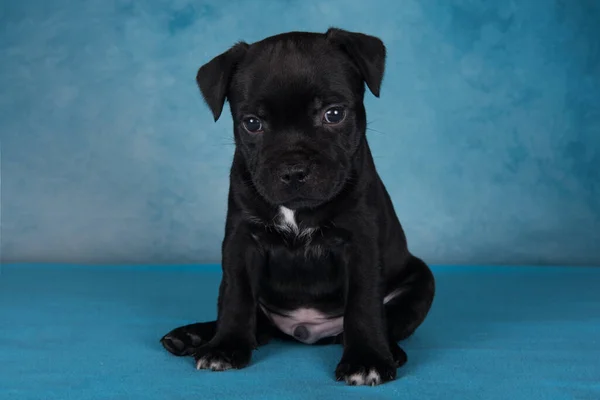 Czarny Mężczyzna Amerykański Staffordshire Terrier Pies Lub Amstaff Szczeniak Niebieskim — Zdjęcie stockowe