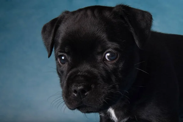 Black Male American Staffordshire Terrier Dog Amstaff Puppy Blue Background —  Fotos de Stock