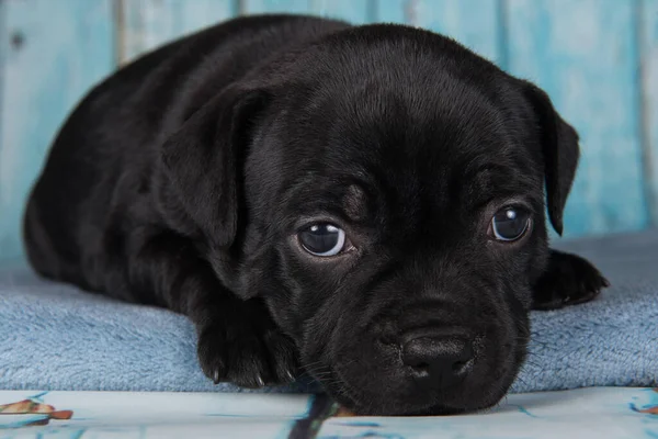 Black Male American Staffordshire Terrier Dog Amstaff Puppy Blue Background — Zdjęcie stockowe