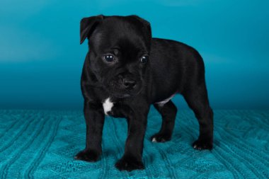 Siyah erkek Amerikan Staffordshire Terrier köpeği ya da mavi arka planda AmStaff köpeği.