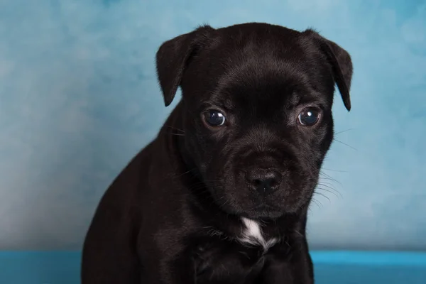 Black Male American Staffordshire Terrier Dog Amstaff Puppy Blue Background —  Fotos de Stock