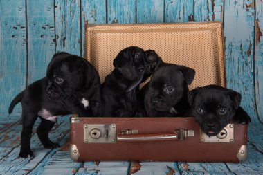 Four Black American Staffordshire Terrier dogs or AmStaff puppies in a retro suitcase on blue background.