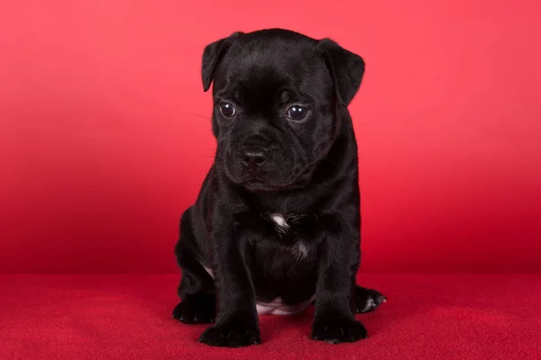 Black Female American Staffordshire Terrier Dog Amstaff Puppy Red Background — Zdjęcie stockowe