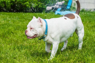 Beyaz renkli Amerikan kabadayı köpek portresi yeşil çimlerde. Orta büyüklükte bir köpek.