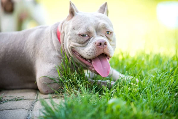 A pocket Lilac color American Bully puppy dog lying on green grass. Medium sized dog