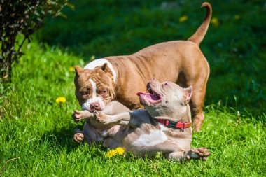 Amerikan zorba köpek yavruları dışarıda oynuyorlar. Orta boylu, kaslı bir köpek.