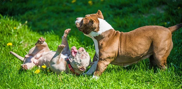 アメリカのいじめ子犬犬が外で遊んでいます 中くらいの大きさの犬 — ストック写真