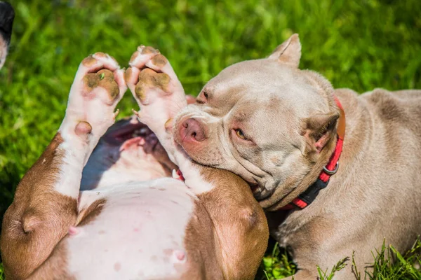 American Bully Puppy Spelen Buiten Middelgrote Hond Met Gespierd Lichaam — Stockfoto