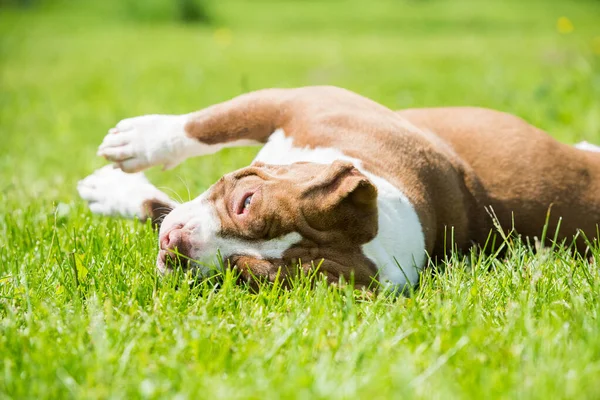 Chocolate brown color American Bully dog is lying on green grass. Medium sized dog with a muscular body