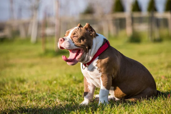 Chocolate Marrom Cor American Bully Cão Bocejos Grama Verde Cão — Fotografia de Stock