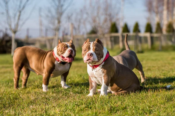 Two Chocolate brown color American Bully dogs are walking and playing. Medium sized dogs