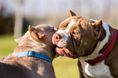 İki çikolata rengi Amerikan Bully köpekleri yürüyor ve oynuyorlar. Orta büyüklükte köpekler.