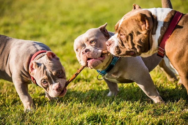 Τρεις Σοκολάτα Καφέ Χρώμα American Bully Σκυλιά Είναι Περπάτημα Και — Φωτογραφία Αρχείου