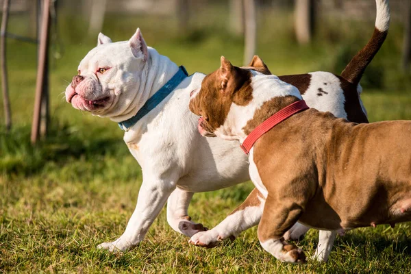 Δύο Κόκκινα Και Λευκά Σκυλιά American Bully Χρώμα Είναι Περπάτημα — Φωτογραφία Αρχείου