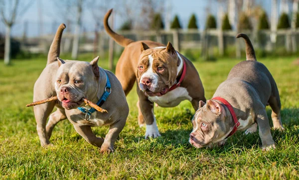 Three Chocolate brown color American Bully dogs are walking and playing. Medium sized dogs