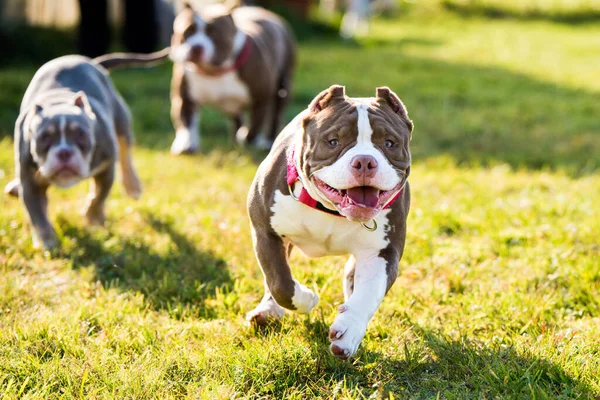 Three Chocolate brown color American Bully dogs are walking and playing. Medium sized dogs